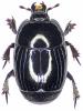 Margarinotus obscurus